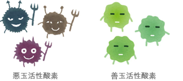 活性酸素には悪玉活性酸素と善玉活性酸素がある
