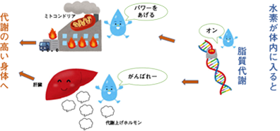 水素は脂質の代謝を高める
